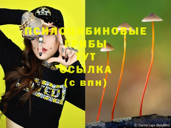 сатива Бородино